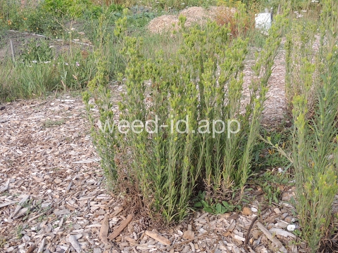 tarweed, cluster
